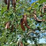 Libidibia ferrea Плод