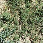 Tribulus terrestris Хабит