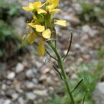 Coincya monensis 花