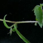 Campanula pallida Habitus