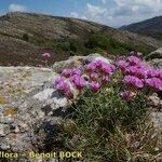 Armeria malinvaudii Hábitos