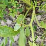 Anthyllis circinnata Fruit