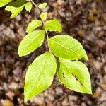 Vaccinium pallidum Hoja