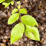 Vaccinium pallidum Leaf