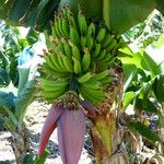 Musa balbisiana Fruit