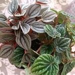 Peperomia albovittata 叶