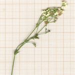 Galium glaucum Fleur