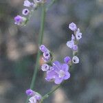 Limonium meyeri Flor