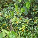 Ficus mutabilis Habit