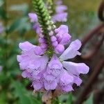 Physostegia virginiana 花