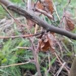 Betula humilis Leaf