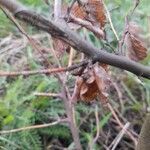 Betula humilis Лист