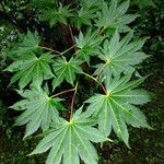 Acer shirasawanum Folha