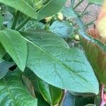 Nicotiana alata Blad