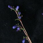 Gentianella angustiflora