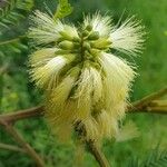 Paraserianthes lophantha 花