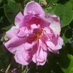 Rosa damascena Květ
