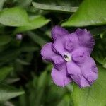 Brunfelsia pauciflora പുഷ്പം