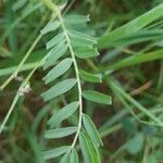 Astragalus crenatus 叶