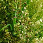 Capsella bursa-pastoris Fruit