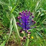 Muscari matritense Квітка