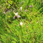 Ophrys apifera Libunga