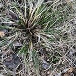 Carex stricta Leaf