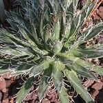 Agave toumeyana موطن