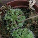 Drosera burmanni Leaf