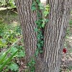 Cinnamomum glanduliferum Corteza