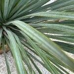 Yucca rostrata Liść