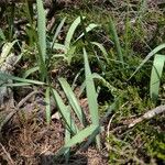 Tulipa sylvestris Hoja