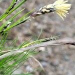 Carex humilis Blodyn