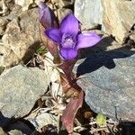 Gentianella campestris Характер