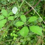 Rubus cuspidifer Leaf