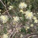 Clematis campestris Flor