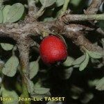 Cotoneaster integrifolius Vrucht