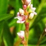 Persicaria hydropiperoides Flower