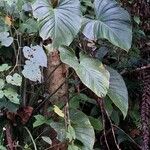 Philodendron ornatum Leaf