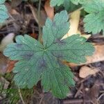 Geranium × oxonianum Folha