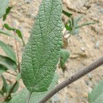 Lepechinia ganderi Leaf