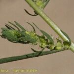 Bassia hyssopifolia 果