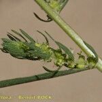 Bassia hyssopifolia Fruit