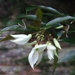 Arthroclianthus angustifolius Kvet