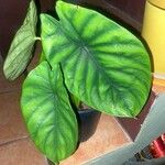 Alocasia clypeolata Hoja