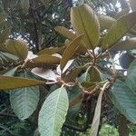 Rhododendron sinogrande Blad