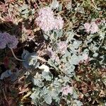 Eriogonum cinereum Цветок