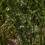 Eragrostis hispida Vivejo