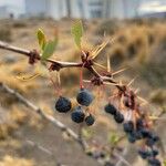 Berberis microphylla 果