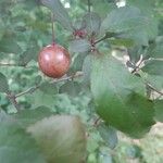 Prunus japonica Fruit